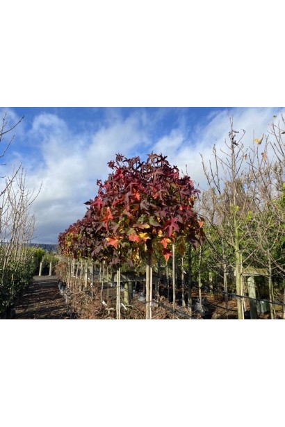 Осінній ліквідамбр смолоносний Gum Ball з насиченим бордовим і помаранчевим листям.